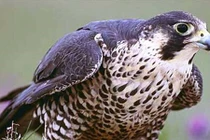 Trí thông minh đến mức kinh ngạc của động vật