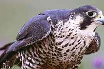 Trí thông minh đến mức kinh ngạc của động vật