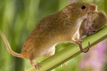 Những loài động vật có đời sống vợ chồng lãng mạn nhất