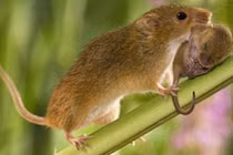 Những loài động vật có đời sống vợ chồng lãng mạn nhất