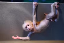 Ngộ nghĩnh ảnh các loài động vật sơ sinh 