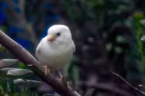 Ảnh độc về loài chim hiếm nhất thế giới