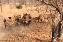 Sư tử chạy "bán sống bán chết" khi bị linh cẩu tấn công