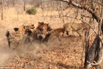 Sư tử chạy "bán sống bán chết" khi bị linh cẩu tấn công