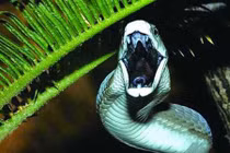 Cận cảnh loài rắn sát thủ lấy mạng hàng ngàn người