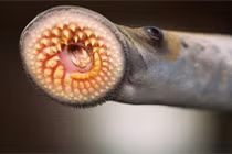 Chân dung cá “ma cà rồng” rớt xuống từ trên trời Mỹ