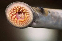 Chân dung cá “ma cà rồng” rớt xuống từ trên trời Mỹ