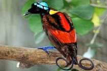 Mê đắm dung nhan loài chim thiên đường đẹp nhất thế giới