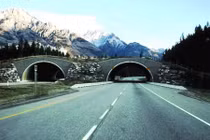 Những con đường “độc nhất vô nhị” dành cho động vật