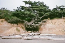 Kỳ lạ “cây đời” phát triển thần kỳ trên vùng đất cằn