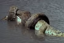 Rợn người “quái vật sông Amazon” ngấu nghiến nuốt chửng con mồi