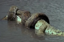 Rợn người “quái vật sông Amazon” ngấu nghiến nuốt chửng con mồi