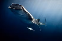 Những loài thủy quái đặc sắc nhất lòng đại dương Mexico