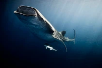 Những loài thủy quái đặc sắc nhất lòng đại dương Mexico