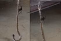 Xem nhện lưng đỏ nhấc bổng rắn độc khỏi mặt đất