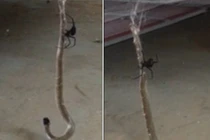 Xem nhện lưng đỏ nhấc bổng rắn độc khỏi mặt đất