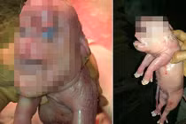 Kinh dị quái thai lợn mặt người có “của quý” trên đầu