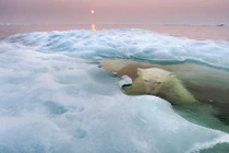 Ảnh động vật đẹp tuyệt mỹ trong tự nhiên