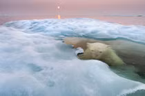 Ảnh động vật đẹp tuyệt mỹ trong tự nhiên