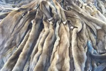 Xót xa cảnh hàng vạn bộ lông chồn chất đống lên nhau