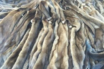 Xót xa cảnh hàng vạn bộ lông chồn chất đống lên nhau