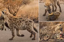 Linh cẩu cắn đầu sư tử trong miệng gây kinh khiếp