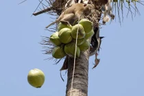 Những thứ quanh ta gây chết người nhiều hơn cá mập (2)