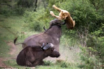 Trâu rừng húc bay sư tử đói cứu đồng loại