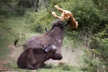 Trâu rừng húc bay sư tử đói cứu đồng loại