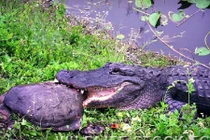 Cá sấu hung dữ xơi tái cả...rùa gây kinh hãi