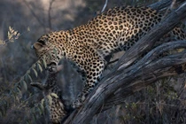 Báo đốm vờn rồi xẻ thịt con mồi trong chớp mắt