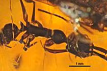 Rợn người chân dung quái vật côn trùng thời tiền sử (1)