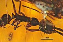 Rợn người chân dung quái vật côn trùng thời tiền sử (1)