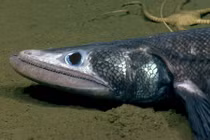 Chùm ảnh độc đáo về sự sống dưới đáy đại dương