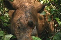 9 loài “của hiếm” nhất hành tinh 