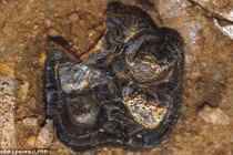 Tìm thấy bằng chứng hà mã chung tổ tiên với cá voi