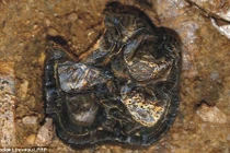 Tìm thấy bằng chứng hà mã chung tổ tiên với cá voi