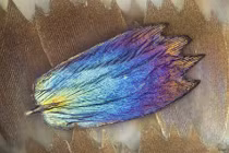 Ảnh macro tuyệt đẹp chụp vẻ đẹp cánh bướm