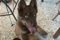 Những chú chó có đôi mắt đẹp như bầu trời đêm