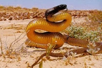 Những “quái vật” có nọc độc khủng khiếp nhất thế giới