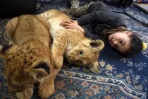 "Quái nhân" nuôi sư tử như thú cưng cho con chơi