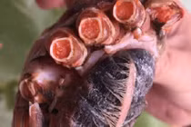 Cua chứa vật thể lạ gây xôn xao ở Hà Tĩnh