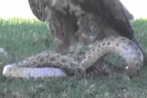 Rắn hổ mang chúa giãy giụa trong nanh vuốt đại bàng