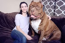 Chú chó đô con nhất thế giới không ngừng lớn