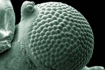 Ảnh khoa học soi thấu động vật ấn tượng nhất giải 2015