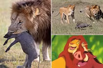 Theo chân sư tử săn lợn rừng nhanh như chớp