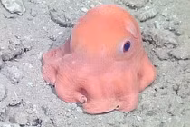 Gặp bạch tuộc hồng kỳ lạ khiến ai cũng thích mê