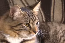 Mèo lưỡng tính phẫu thuật thay đổi giới tính