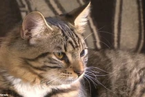 Mèo lưỡng tính phẫu thuật thay đổi giới tính