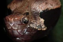 Loài rắn kỳ lạ biến hóa từ… bướm